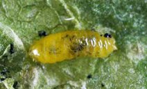 Larva of the American serpentine leafminer