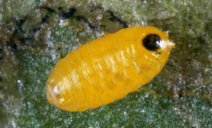 Pupa of the American serpentine leafminer