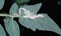 Mine in tomato leaf caused by the American serpentine leafminer