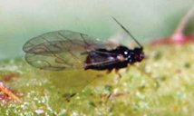 Winged adult (black morph) melon aphid