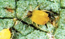 Wingless adult (yellow morph) melon aphid