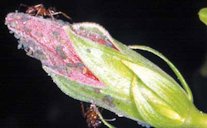 Melon aphids, Aphis gossypii Glover, tended by ants