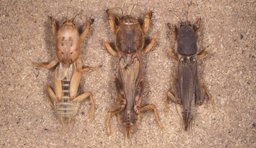 Three mole cricket species: shortwinged mole cricket, Scapteriscus abbreviatus (left); tawny mole cricket, S. vicinus (center); southern mole cricket, S.borellii (right).