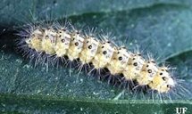Young saltmarsh caterpillar