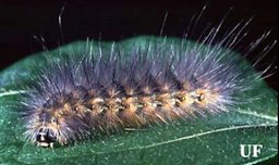 Mature saltmarsh caterpillar