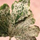 Vegetable leafminer damage