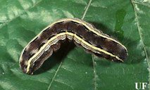 Dorsal view of a larva of the yellowstriped armyworm
