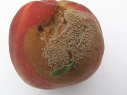 peach fruit diseases fig rot brown