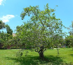 Annona glabra tree