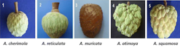 Fruit of different Annona species 1 A. cherimola; 2 A. reticulata; 3 A. muricata; 4 A. atemoya; 5 A. squamosa