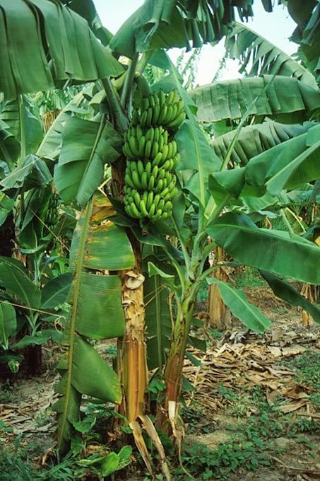 Banana Propagation