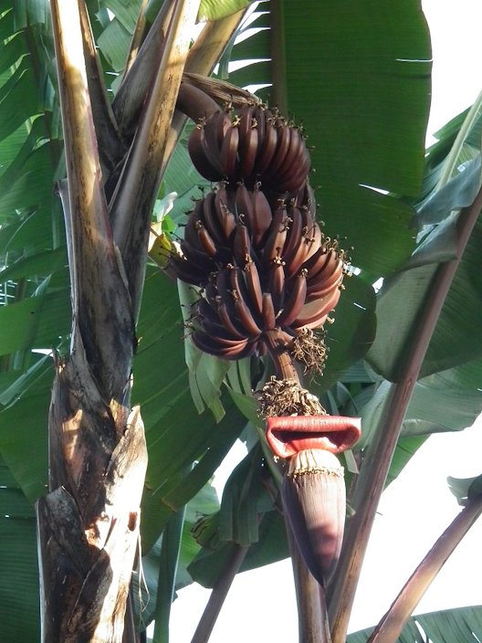 Banana Robusta Meaning