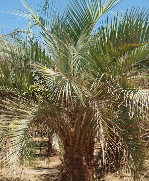 Butia odoratayoung individual in the landscape with persistent leaf bases and twisted, arching leaves