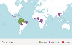Map of worldwide cacao tree distribution. Diagram courtesy Kew Gardens.