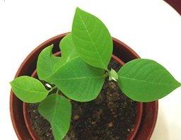 Seedling cherimoyas; these were sprouted from seeds taken from a supermarket fruit in about 3 weeks