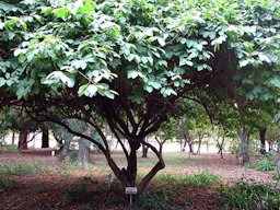 Ejemplar de Annona cherimola, en el Jardín Botánico de la ciudad de La Plata