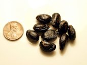 Several seeds from a cherimoya, with a United States penny at left, for comparison