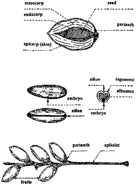 Botanical And Systematic Description Of The Date Palm FAO