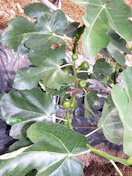 Fruiting fig plant