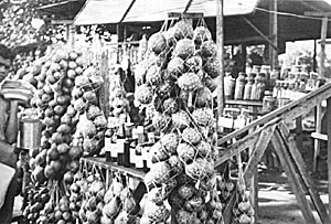 Fig. 19: Cherimoyas (Annona cherimola) from the highlands are sold at fruit stands along Venezuelan roadways.