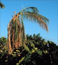 Coconut Palm Diseases