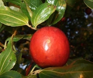 Jujube tree fruit