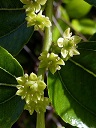 Ziziphus jujuba (Jinjolero, azufaifo) - Flores en antesis. - Cultivado, Camino de la Azarbe de Patricio, Albatera (Provincia de Alicante, España)