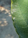 Leaf edge