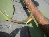Longan leaf