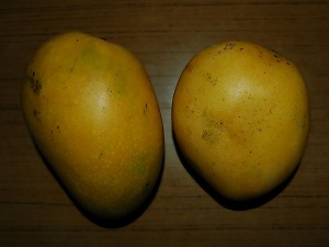 Ataulfo (mango) - Wikipedia