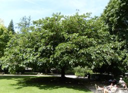 Morus alba L.
