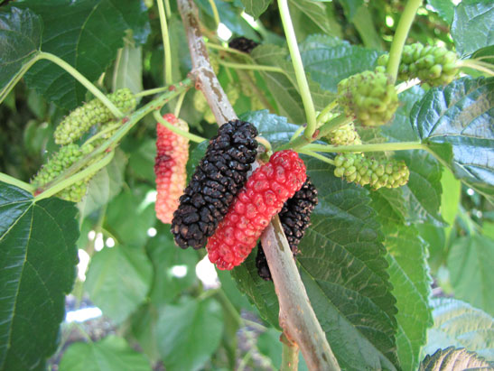 Mulberry, Morus spp.
