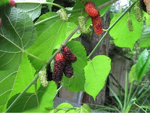 Mulberry Varieties for Florida