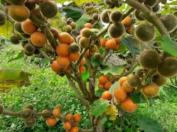 Quito-Orange Solanum quitoense, Pacto, Ecuador