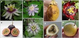 Characteristic flowers and fruits from the most studied species of Passiflora plants