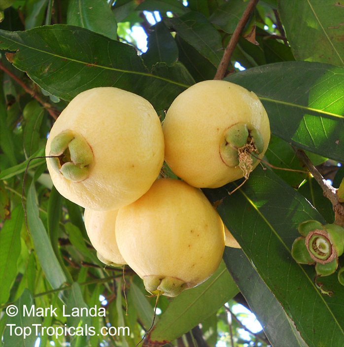 pumarosa fruit in english