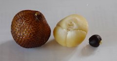 Salak (Salacca zalacca) of Bali, Indonesia