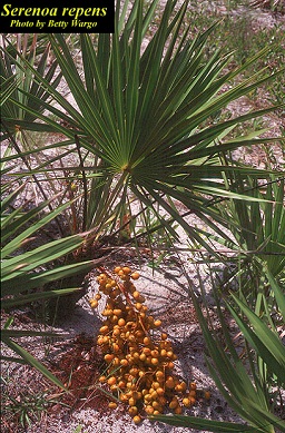 Serenoa repens