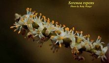 Seronoa repens