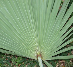 Serenoa repens blue-green leaf form