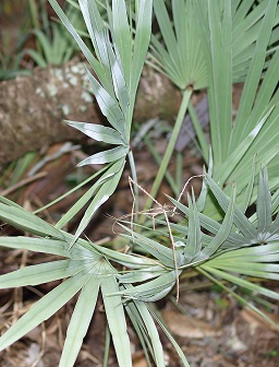 Serenoa repens blue-green form