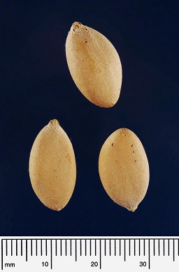 Seeds