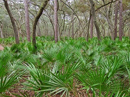 Saw palmetto (Serenoa repens) in Manatee Springs State Park