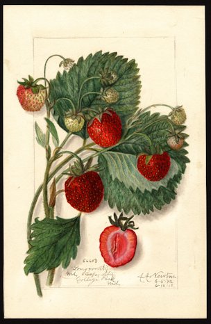Strawberry Botanical Art