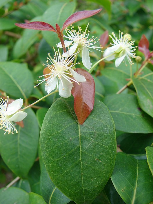 Surinam Cherry, Pitanga, Eugenia uniflora