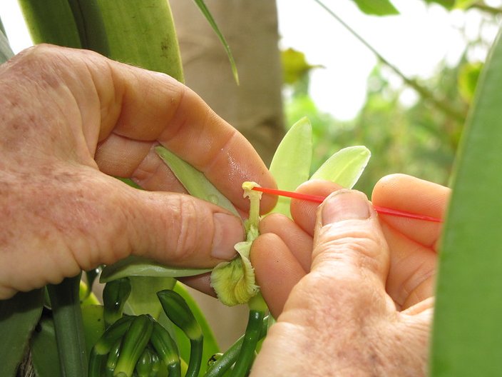 Vanilla Cultivation: A Practical Guide for the Tropical Homestead —  Porvenir Design