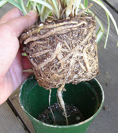 Designed to loosen up bound roots for transplanting and repotting,  Piginor's Root Hook is used throughout the garden.