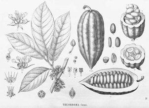 Theobroma cacao L.