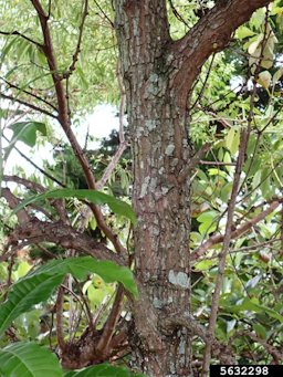 Abiu trunk