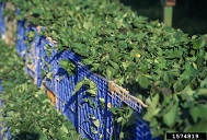 Sweetpotato slips/transplants transported in plastic crates
